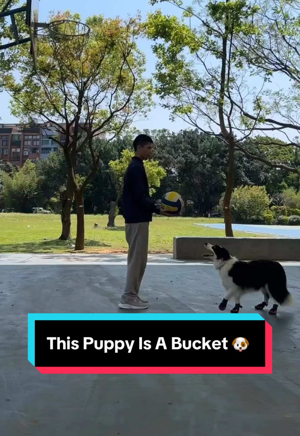 Celebrating National Dog Day with the ruffest matchup on the court 🐾🏀 (via joebae0809/IG)