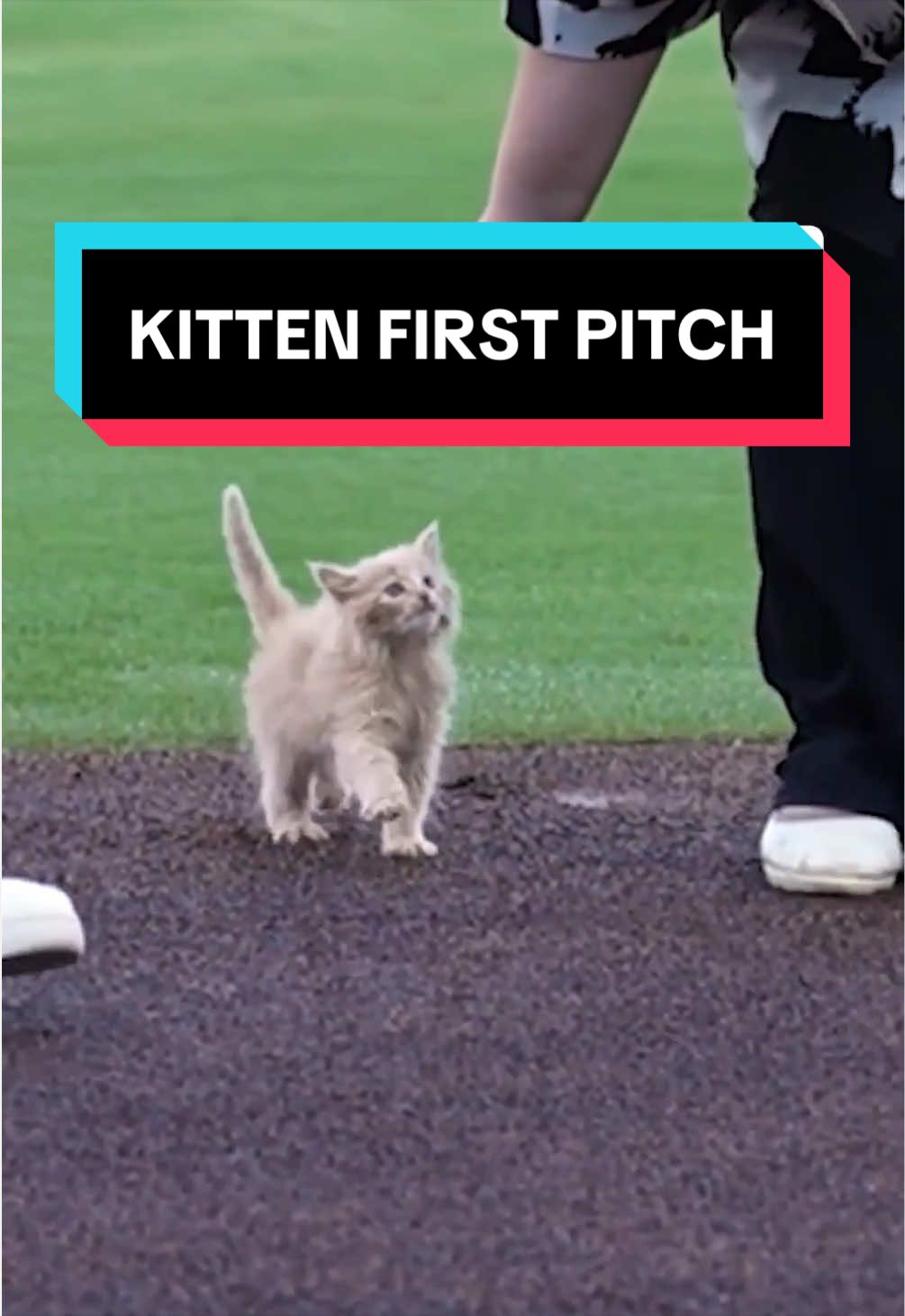 A member of the Braves Triple-A affiliate, the Gwinnett Stripers, rescued a kitten from traffic in late August, and the team called on fans to help name the cute kitty …