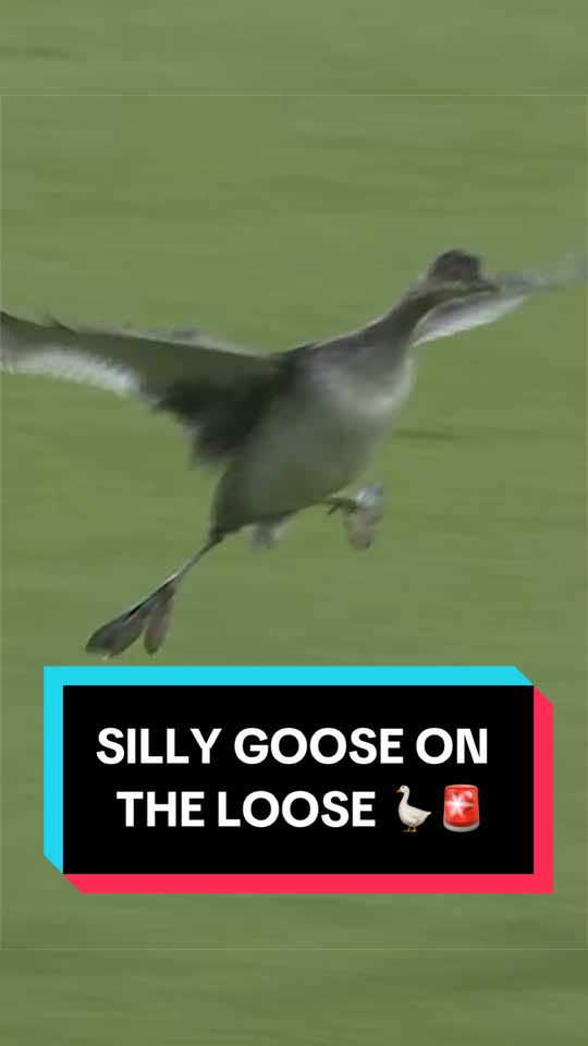 Silly goose got too silly 🪿 