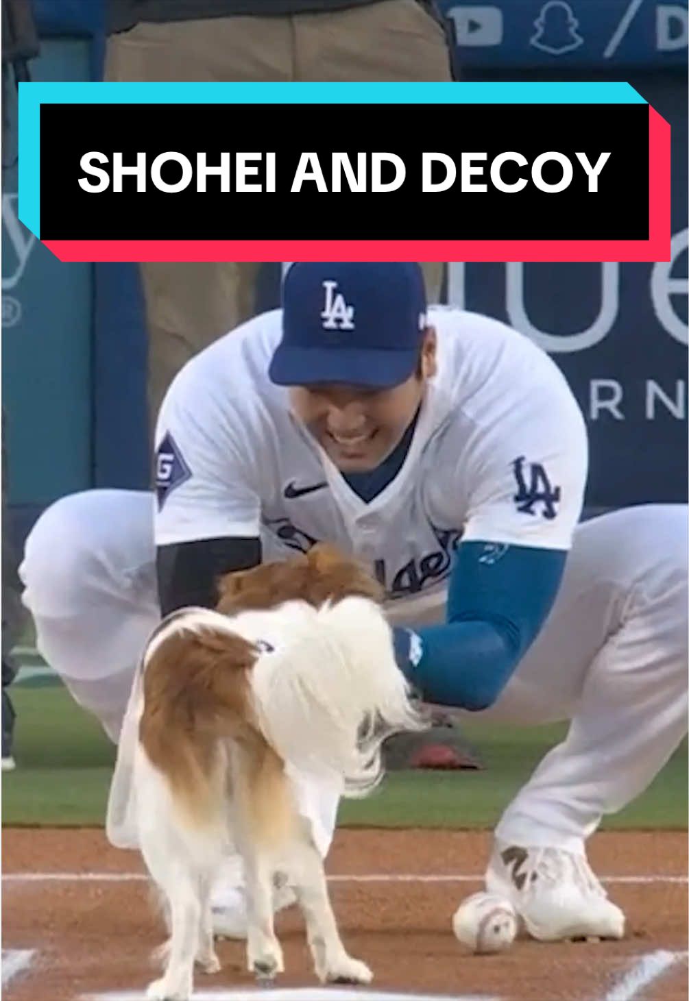 2 years ago today, Decoy stole the show at Dodger Stadium and made Shohei Ohtani a proud dog dad 💙