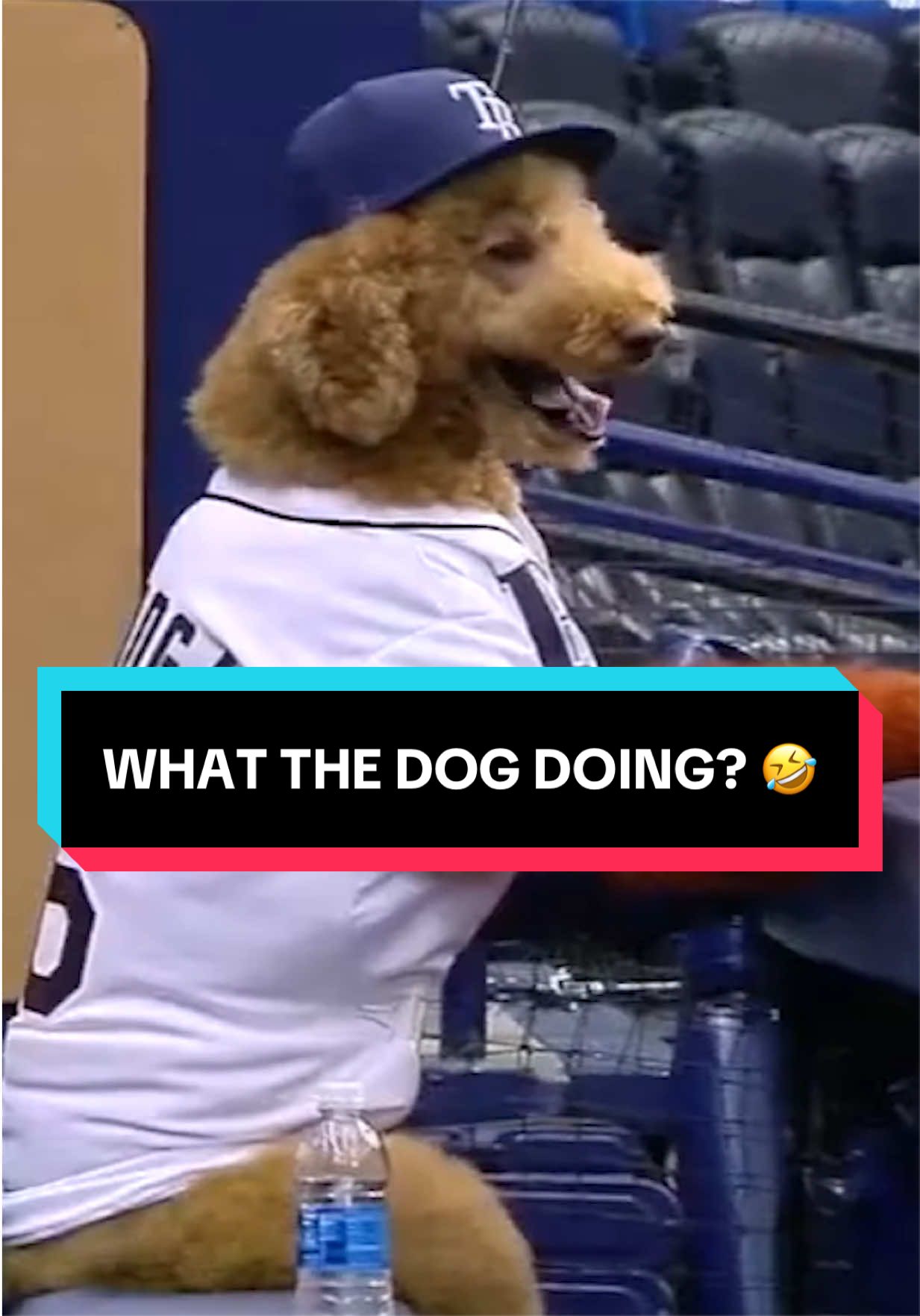 This dog was sitting in the dugout as a member of the team 😭