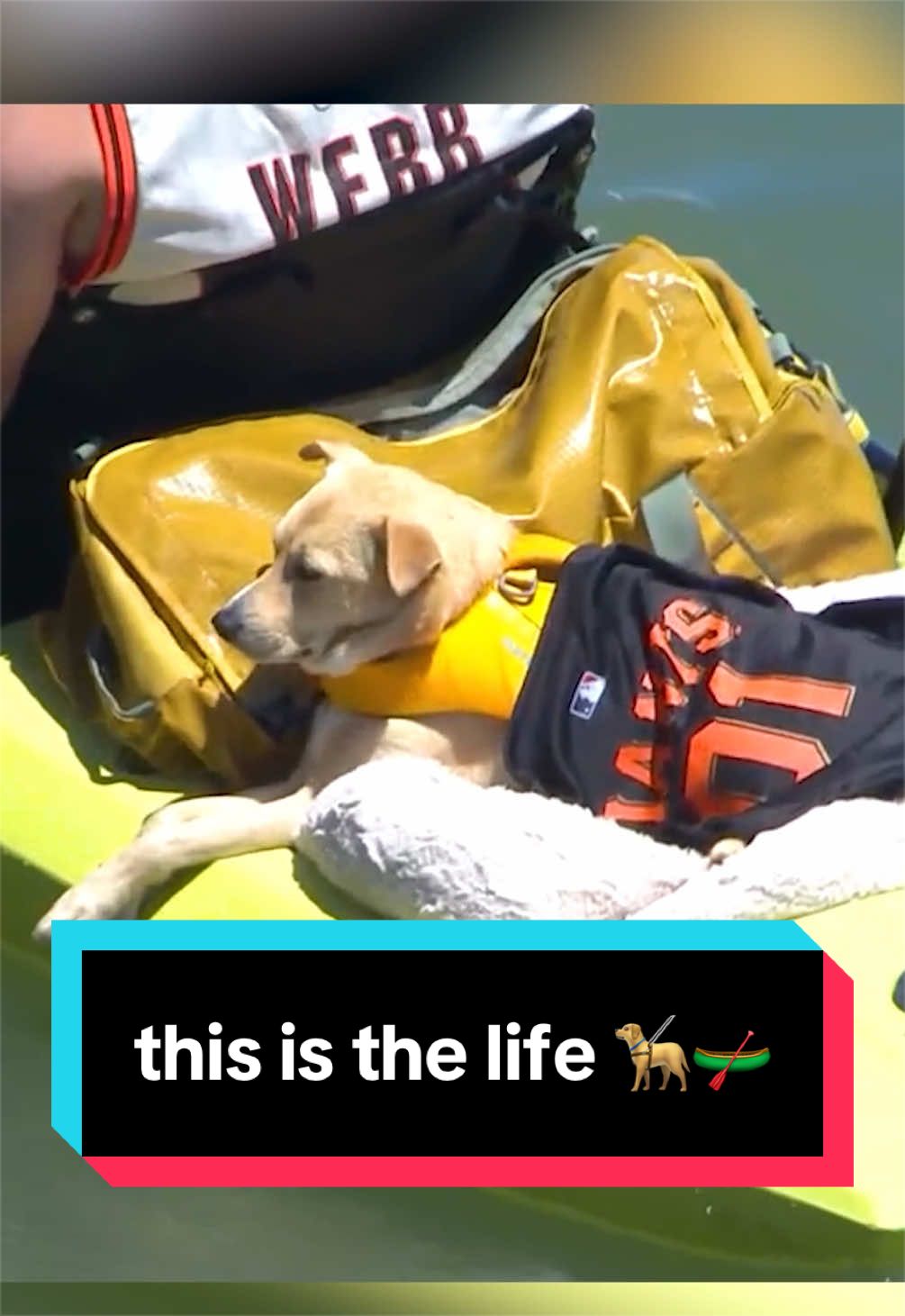 this dog is just riding the wave 🌊 