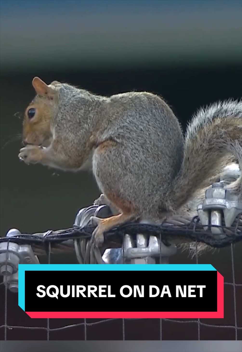 squirrel on da net 🐿️ 