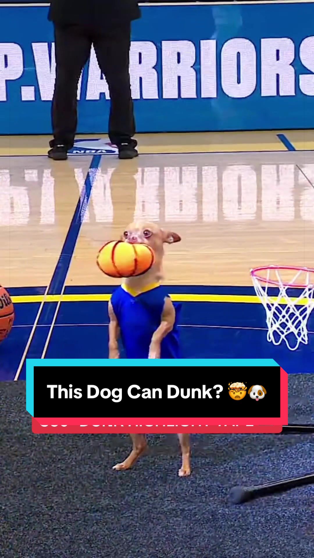 What do you think of this dunking dog? 🐶🤝🏀 