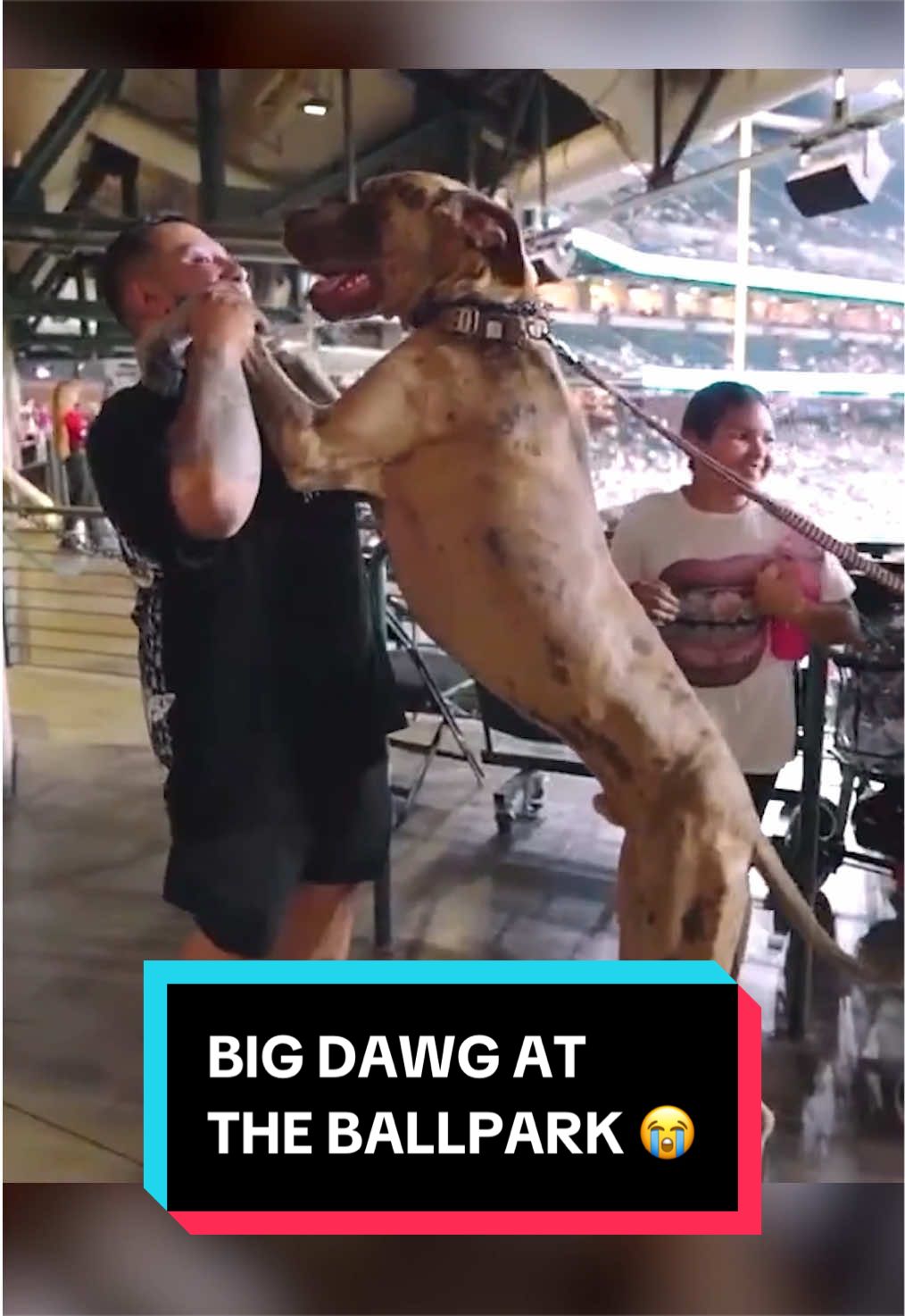 This dog took its human to the ballpark 😭
